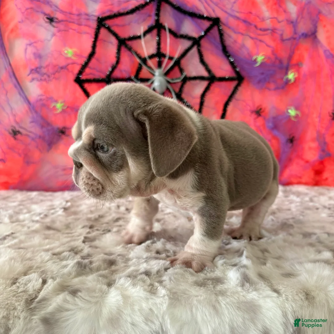 English Bulldog dogs for sale: Aleco  - Ad 12