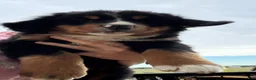 Bernese Mountain Dog dogs for sale: Belle - Ad 2