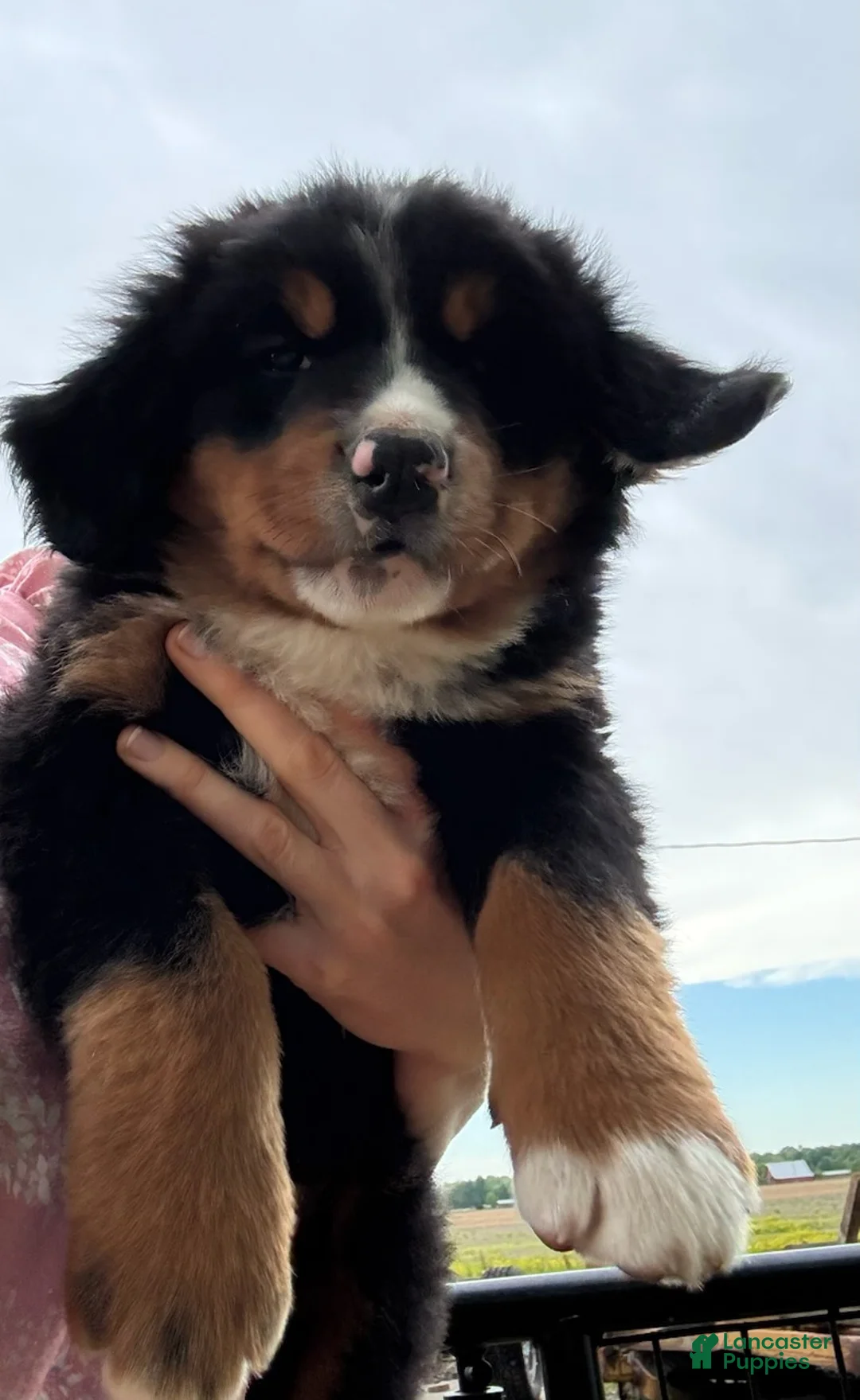 Bernese Mountain Dog dogs for sale: Belle - Ad 2