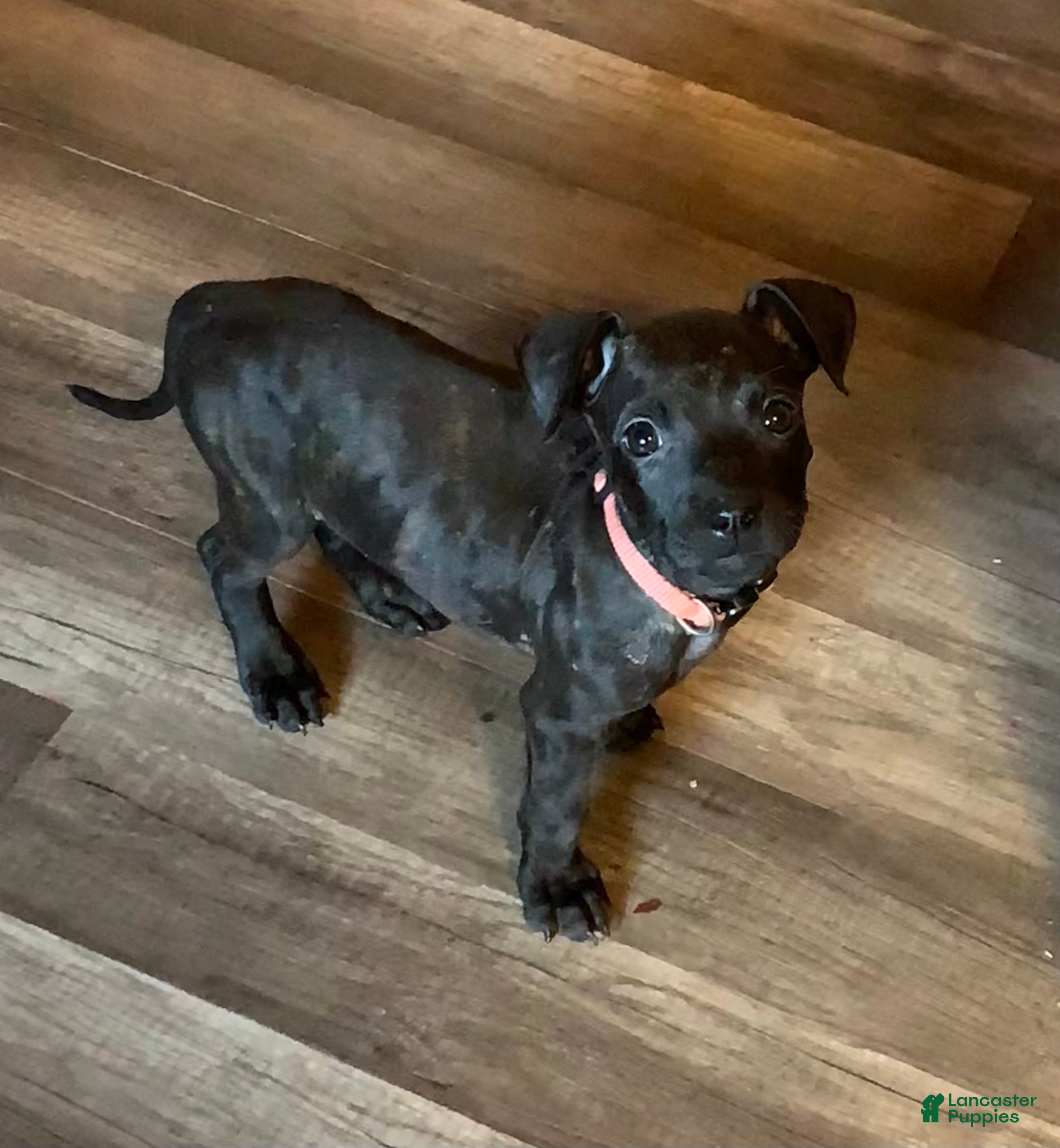 Mixed Breed dogs Mixed Breed 3 - Ad 15