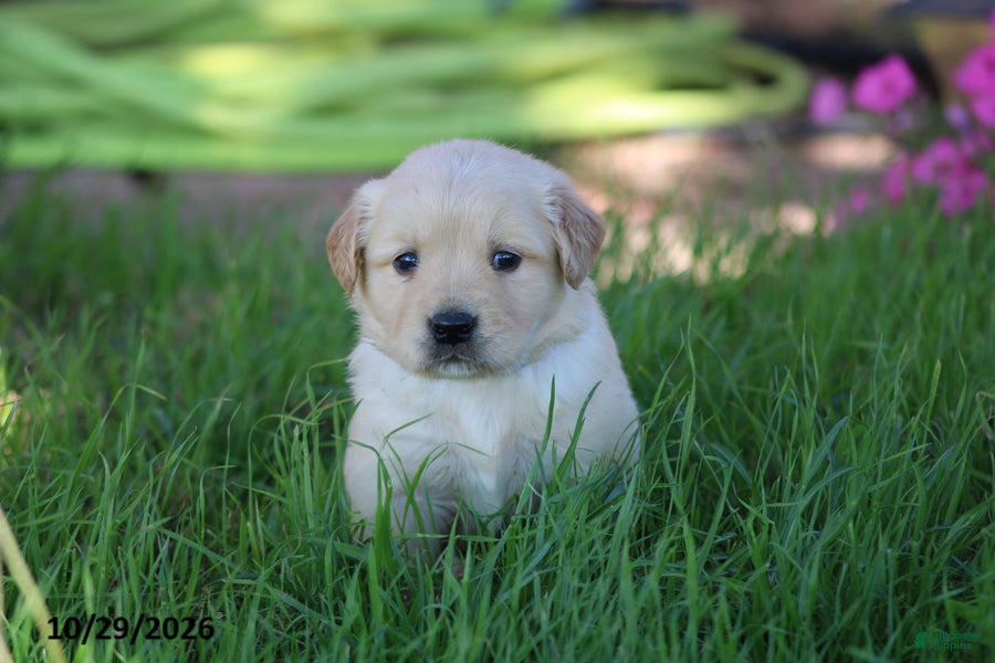 Golden Retriever dogs for sale: Arlo - Ad 1