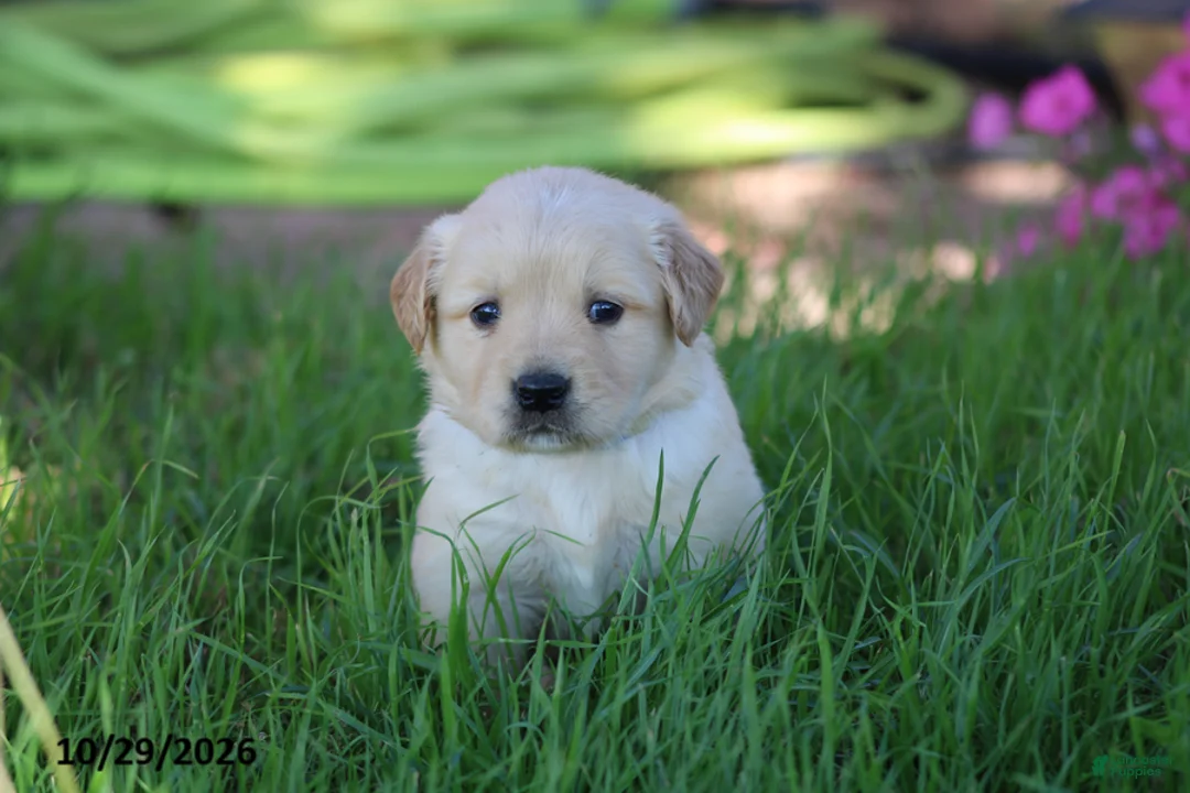 Golden Retriever dogs for sale: Arlo - Ad 1