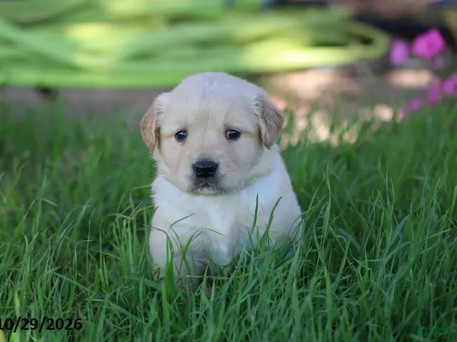 Golden Retriever dogs for sale: Arlo - Ad 1