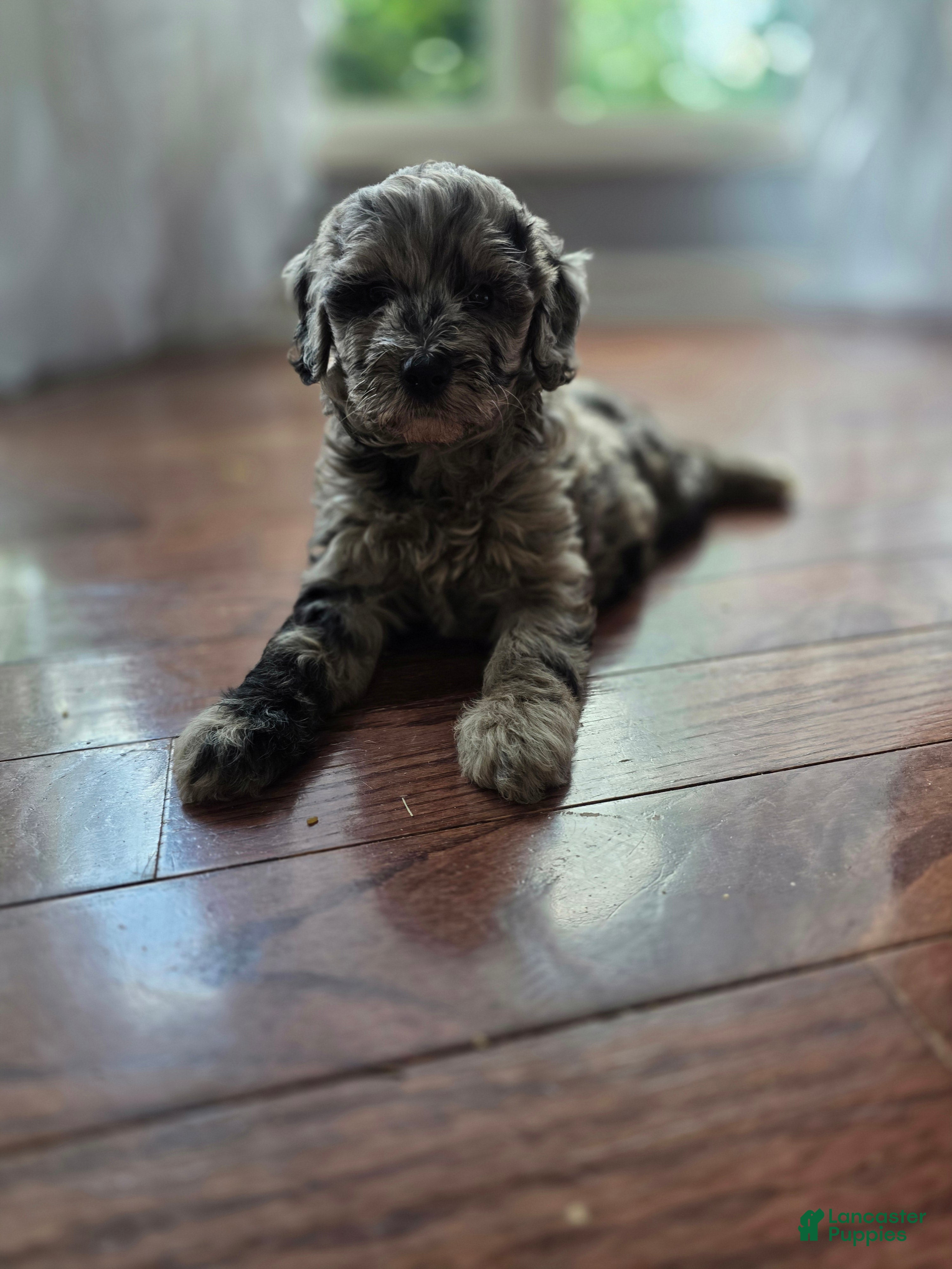 Goldendoodle dogs Mini Goldendoodle Female - Ad 1