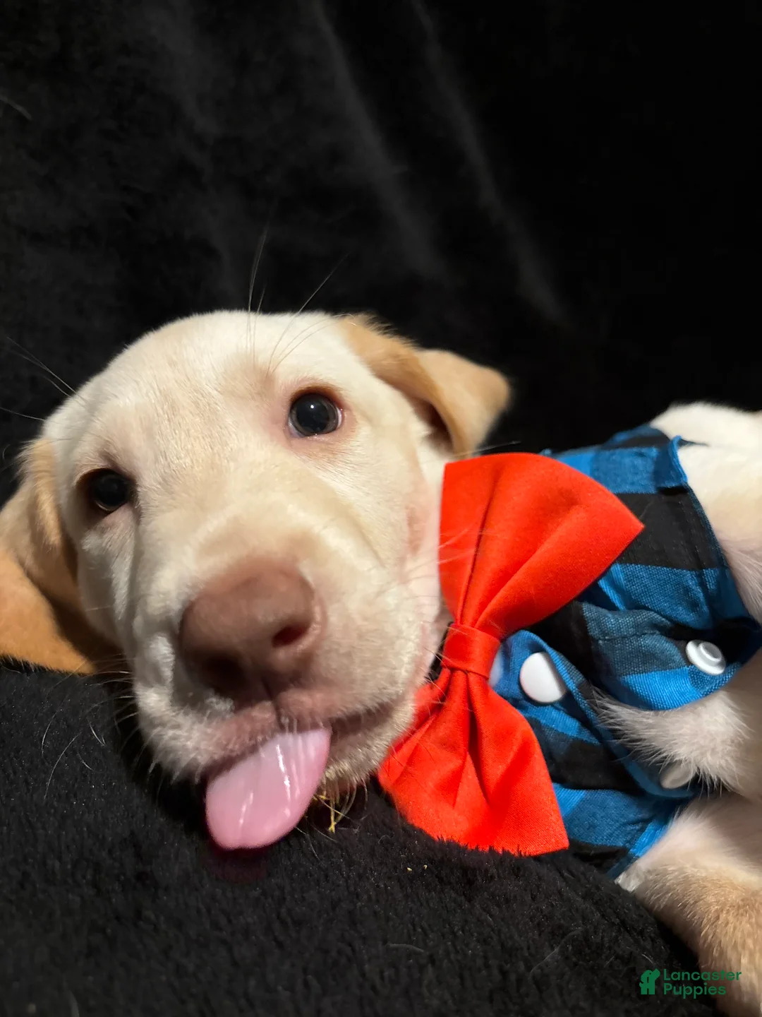 Labrador Retriever dogs for sale: Goofy (yellow)  - Ad 2