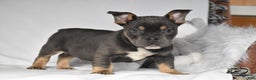 Mixed Breed dogs for sale: Chase - Ad 7