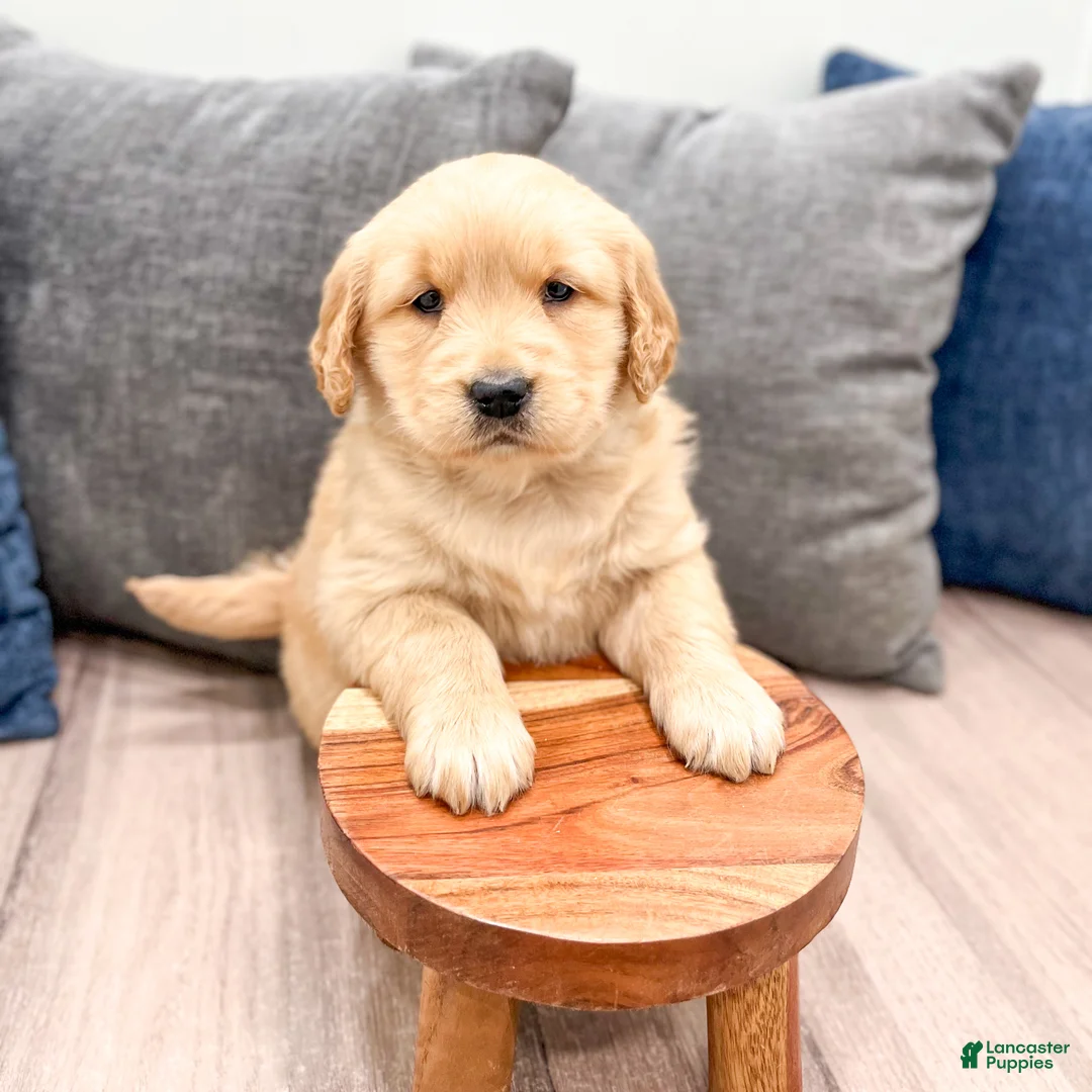 Golden Retriever dogs for sale: Layla - Ad 9