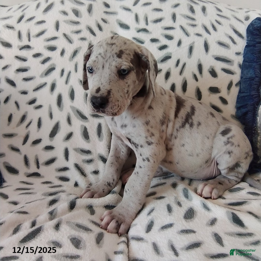 Great Dane dogs for sale: Kody - Ad 2