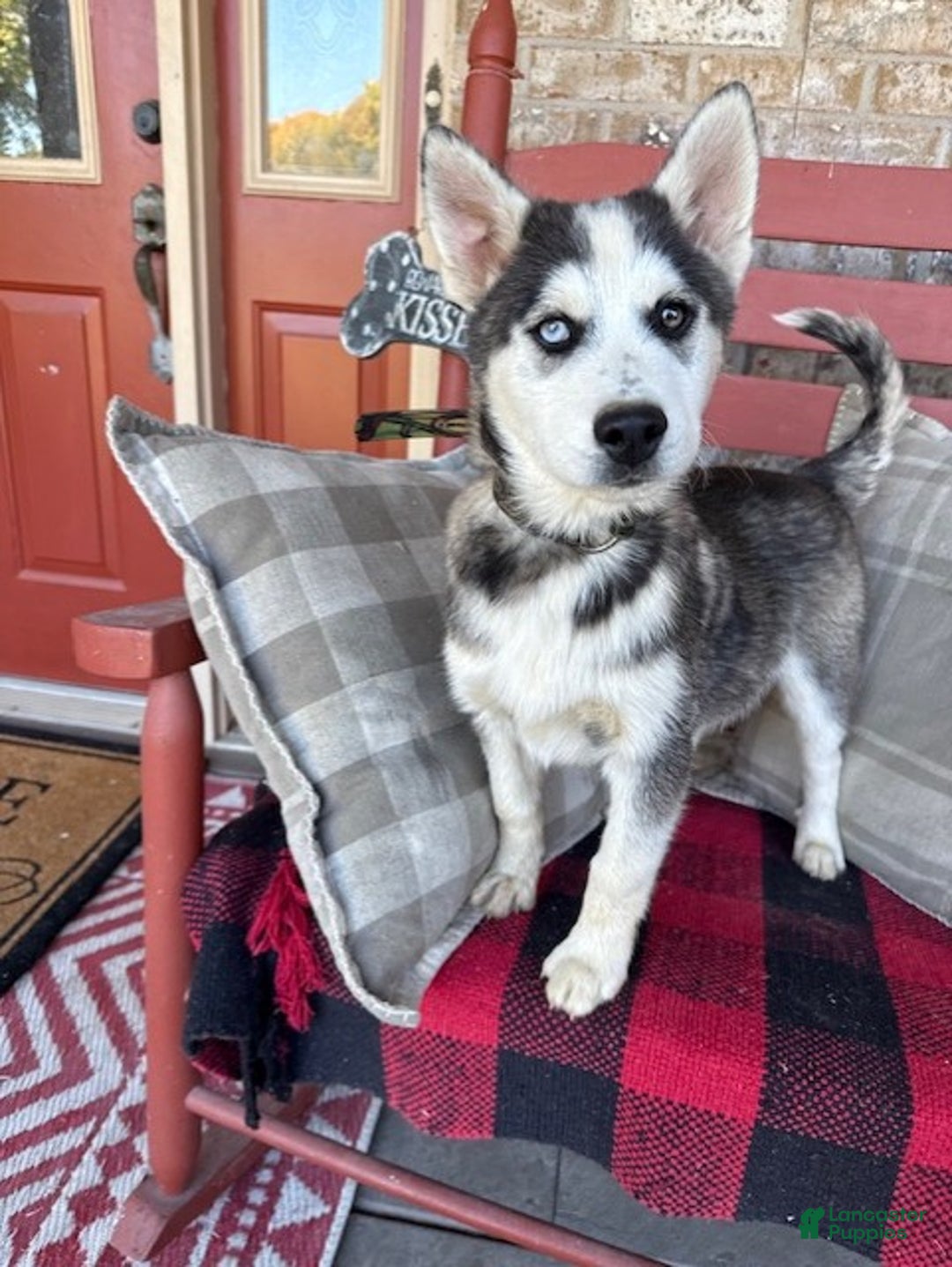 Pomsky dogs for sale: Buddy - Ad 3