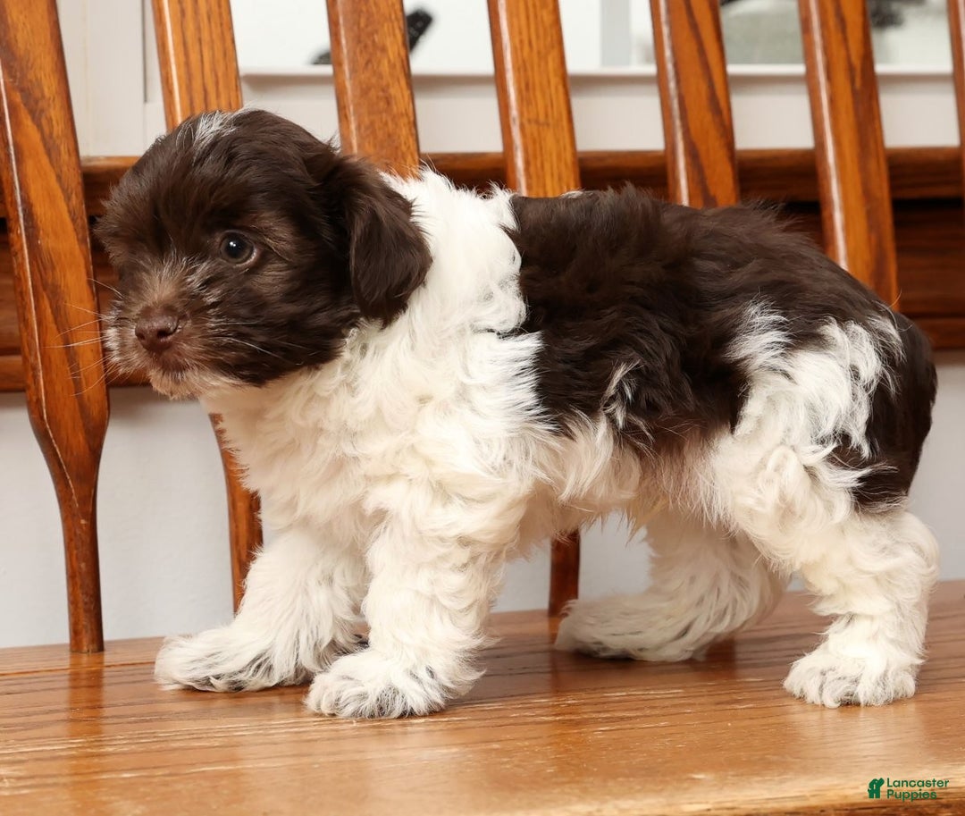 Havanese dogs for sale: Randy - Ad 9