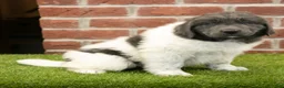 Newfoundland dogs for sale: Angel - Ad 2
