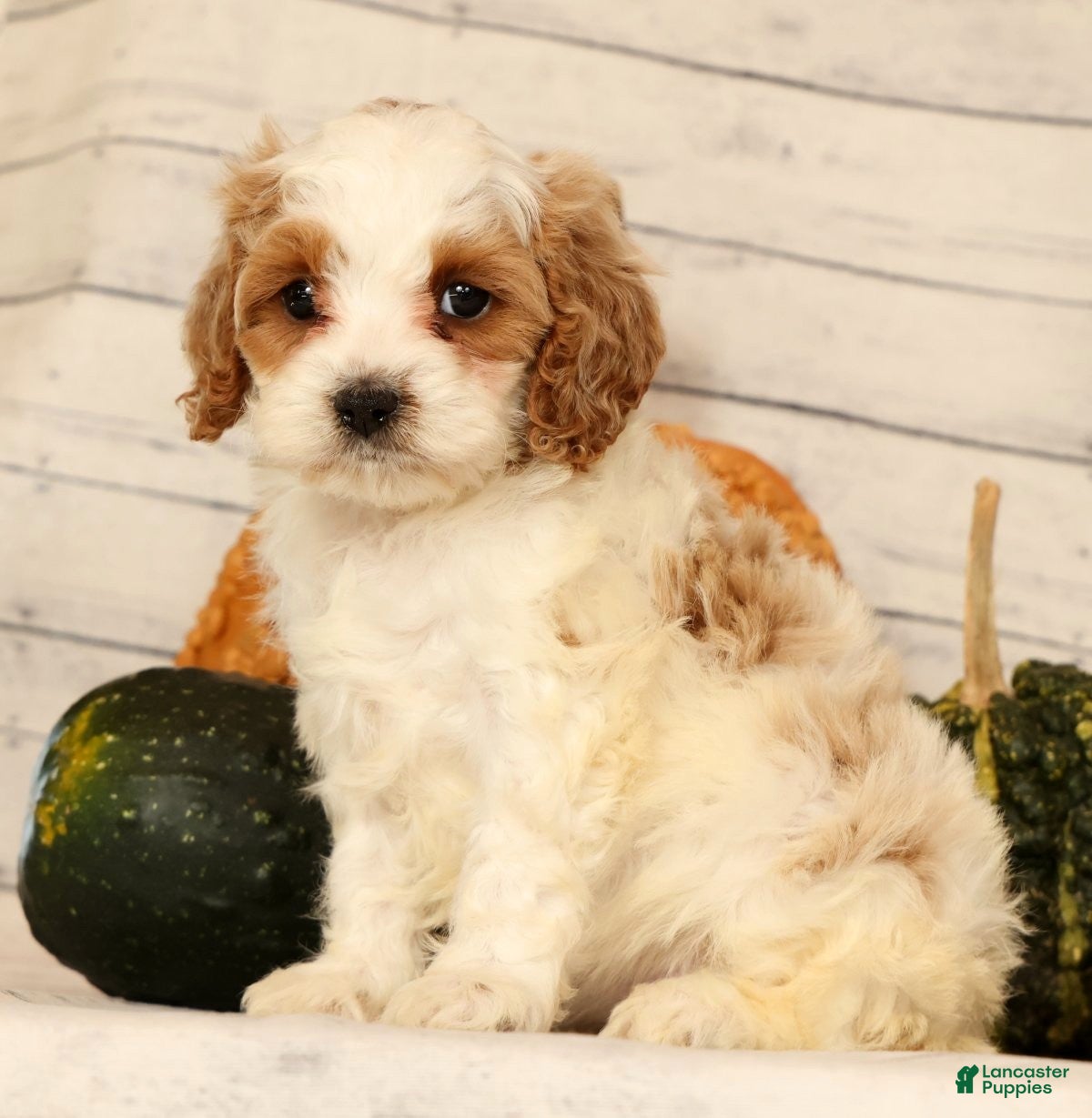 Cavapoo dogs Penelope - Ad 2