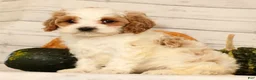 Cavapoo dogs for sale: Penelope - Ad 2