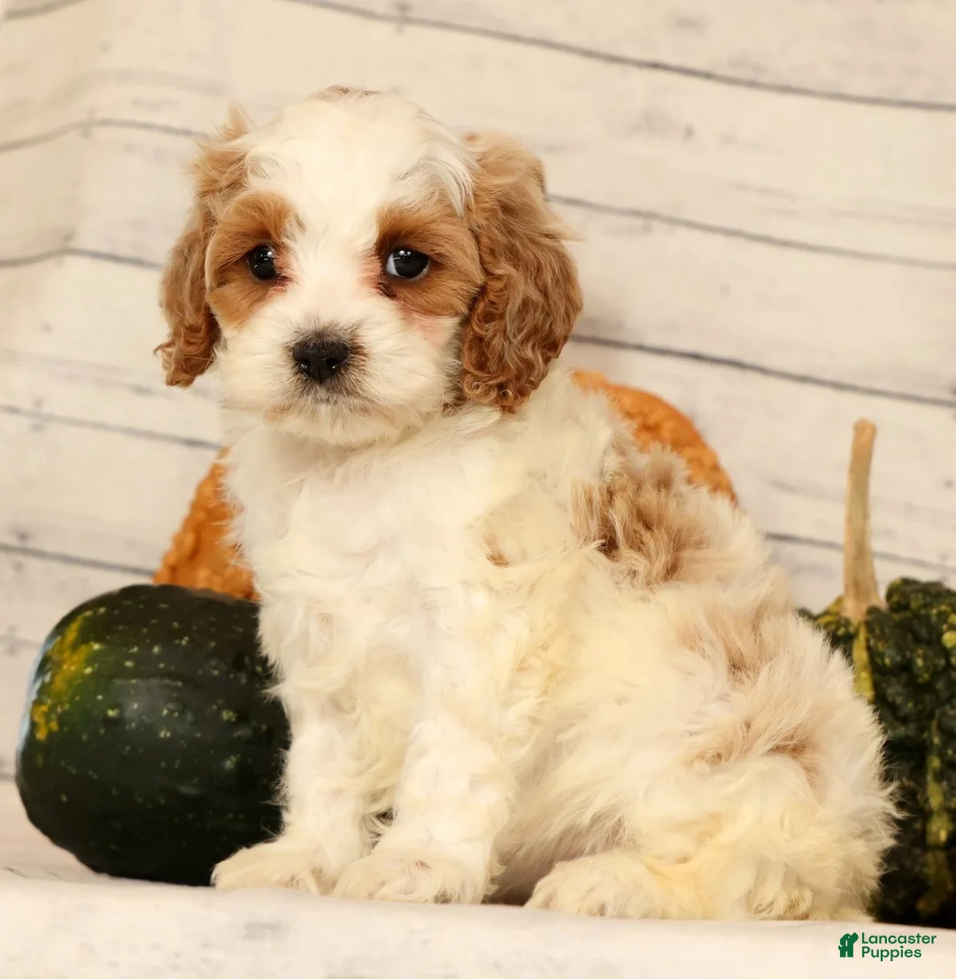 Cavapoo dogs for sale: Penelope - Ad 2