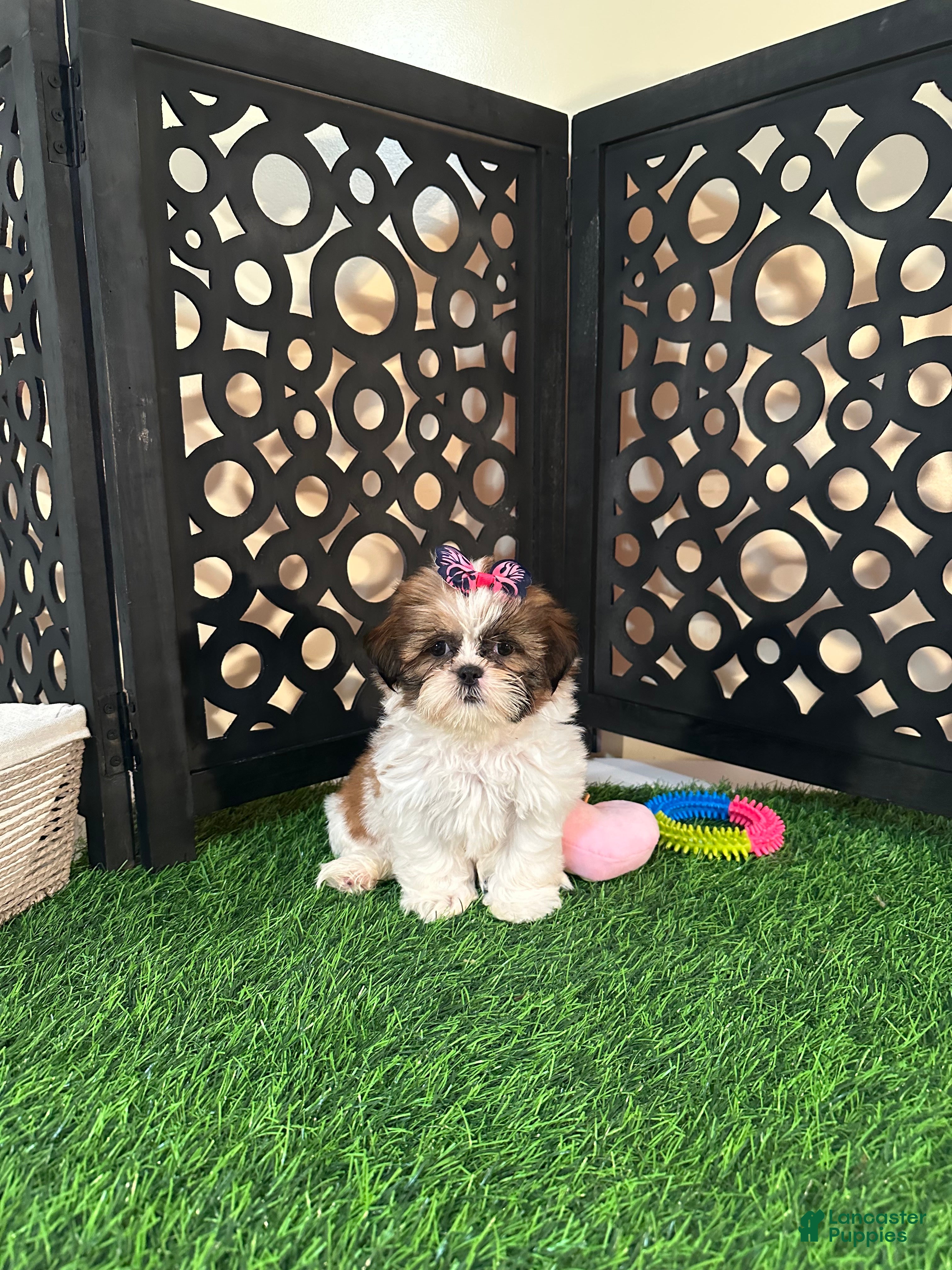 Shih Tzu dogs Lily Pretty Female Shih-tzu Puppy - Ad 2