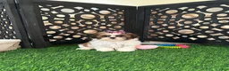 Shih Tzu dogs for sale: Lily Pretty Female Shih-tzu Puppy - Ad 2