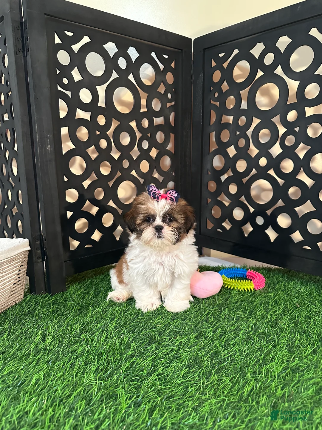 Shih Tzu dogs for sale: Lily Pretty Female Shih-tzu Puppy - Ad 2