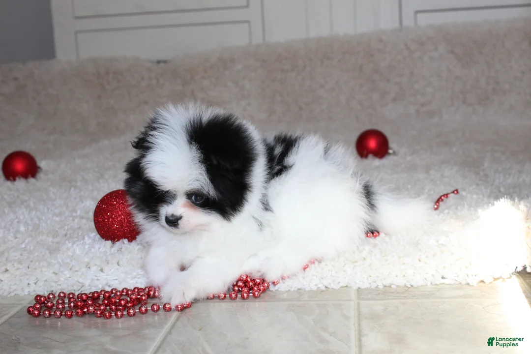 Pomeranian dogs for sale: Dax - Ad 6