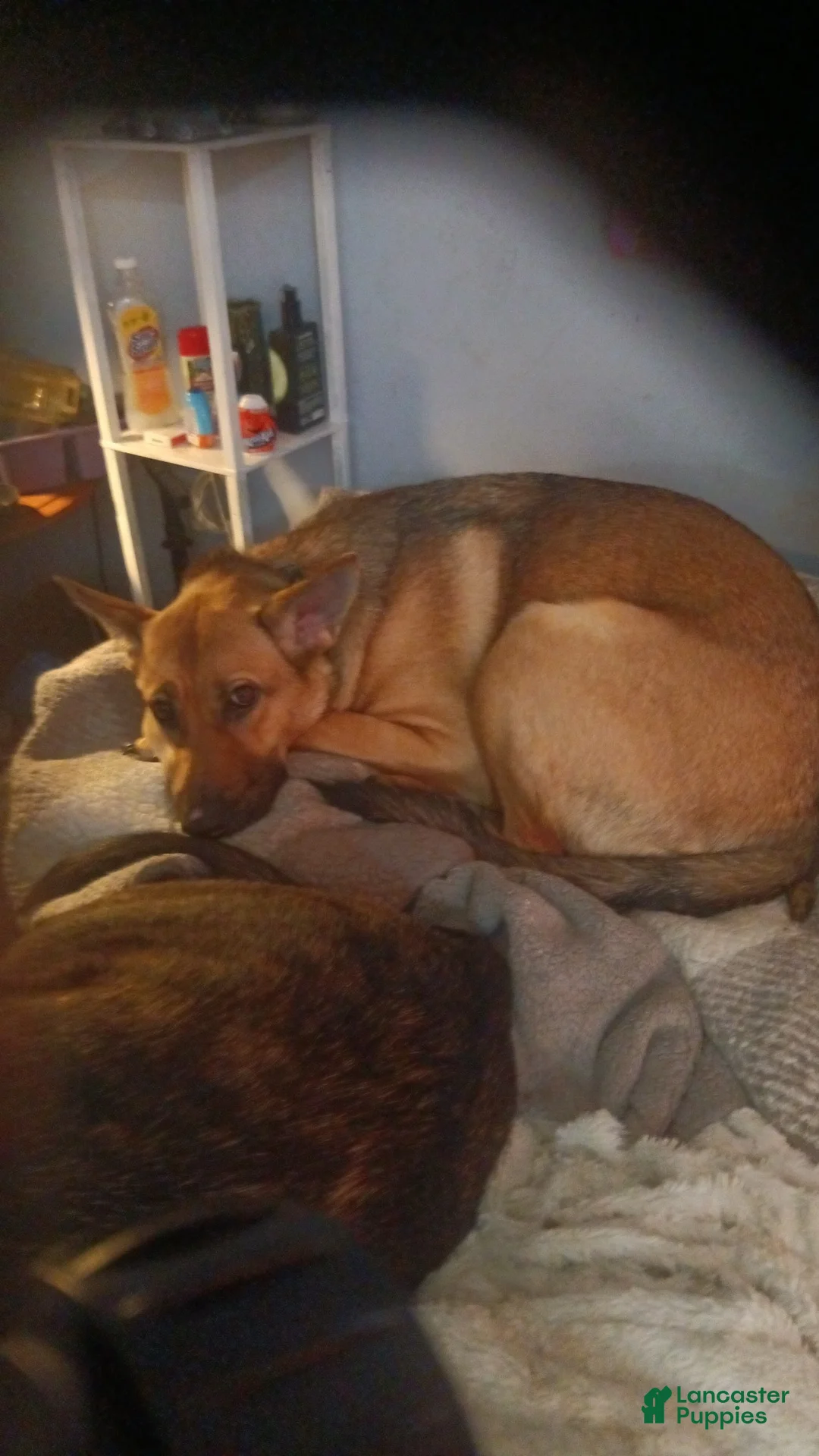 German Shepherd dogs for sale: German Shepherd Puppy 2 - Ad 2