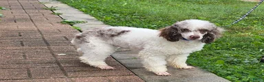 Granite Miniature Poodle Puppy  leash trained