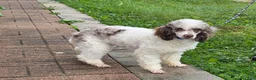 Miniature Poodle dogs for sale: Granite Miniature Poodle Puppy  leash trained - Ad 1
