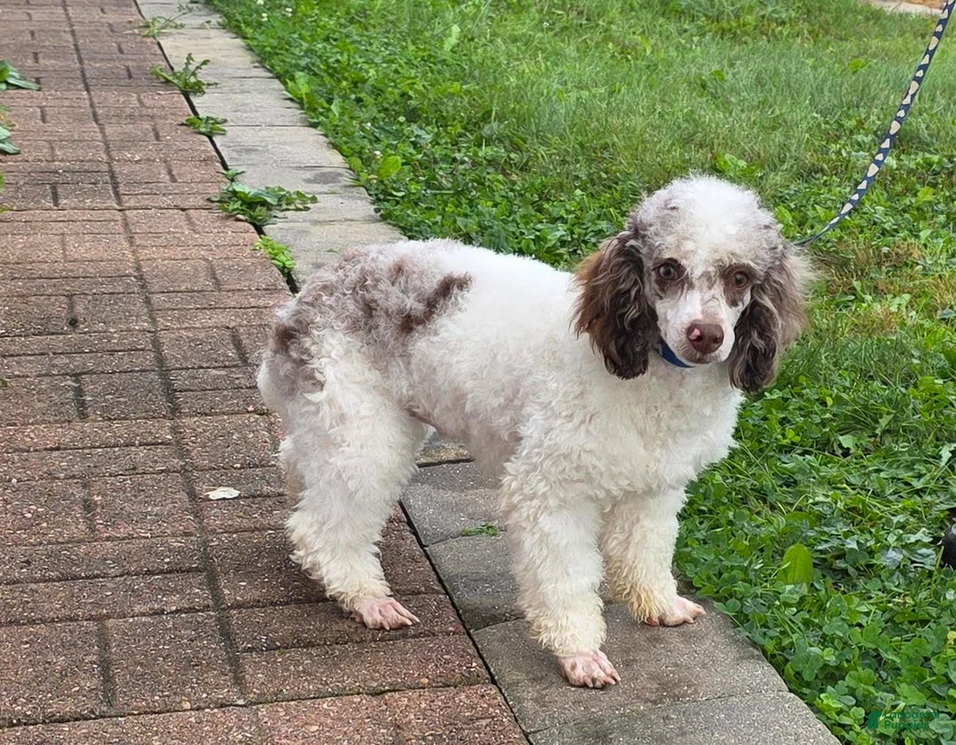 Miniature Poodle dogs for sale: Granite Miniature Poodle Puppy  leash trained - Ad 1