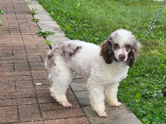Miniature Poodle dogs for sale: Granite Miniature Poodle Puppy leash trained - Ad 1