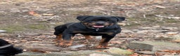 Rottweiler dogs for sale: Dash (docked tail)  - Ad 5