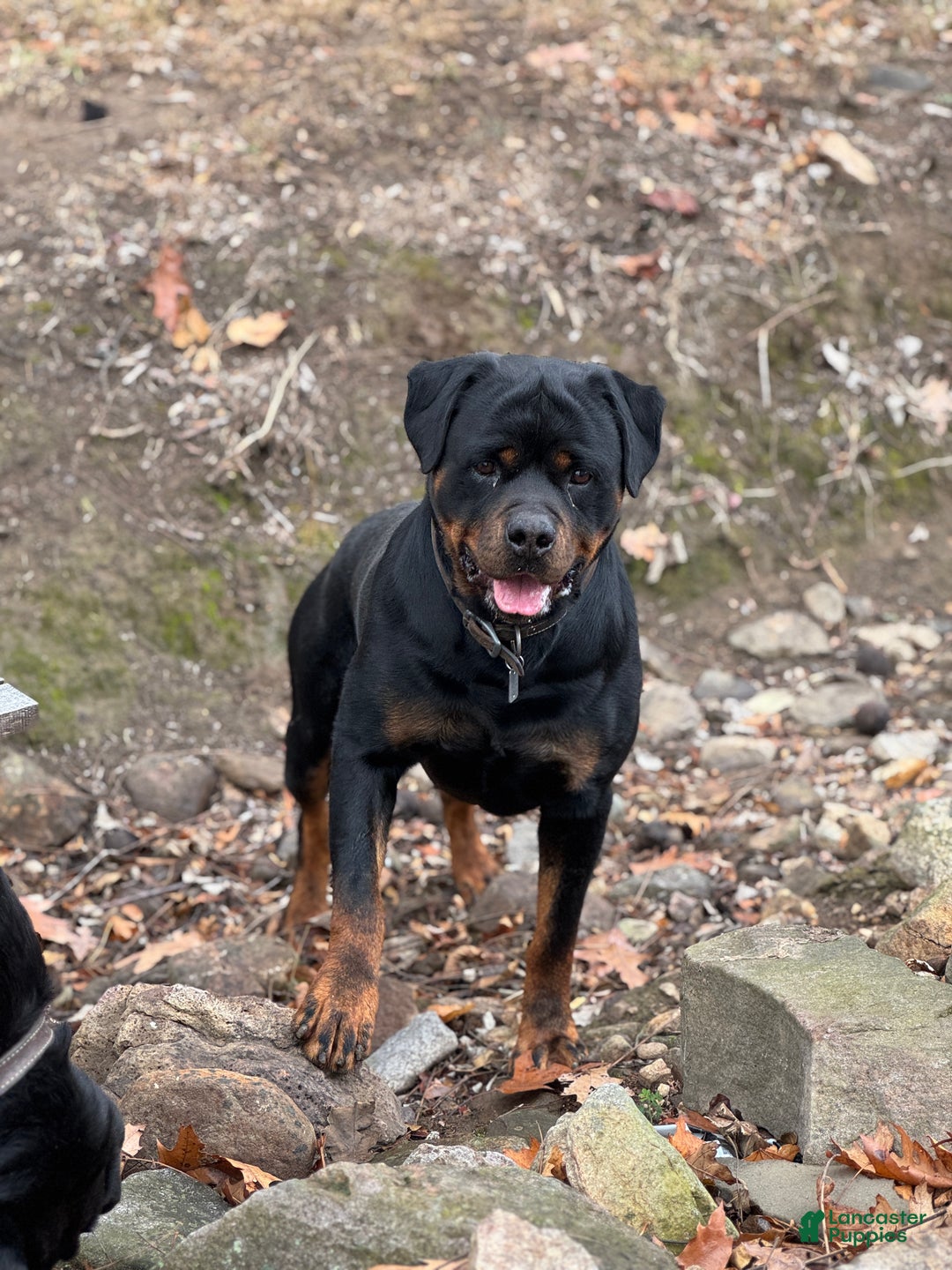Rottweiler dogs for sale: Dash (docked tail)  - Ad 5