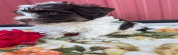 Havanese dogs for sale: Toby - Ad 3