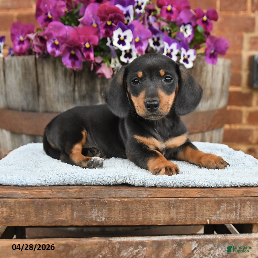 Dachshund dogs Hunter - Ad 1