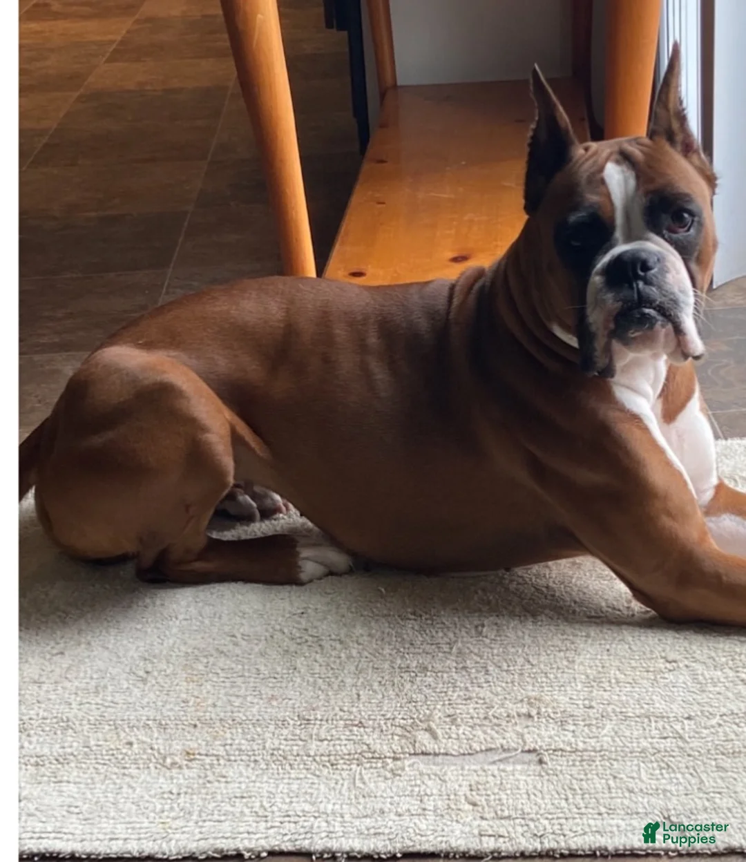 Boxer dogs for sale: Boxer 1 - Ad 2