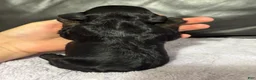 Cavapoo dogs for sale: Anchor - Ad 2