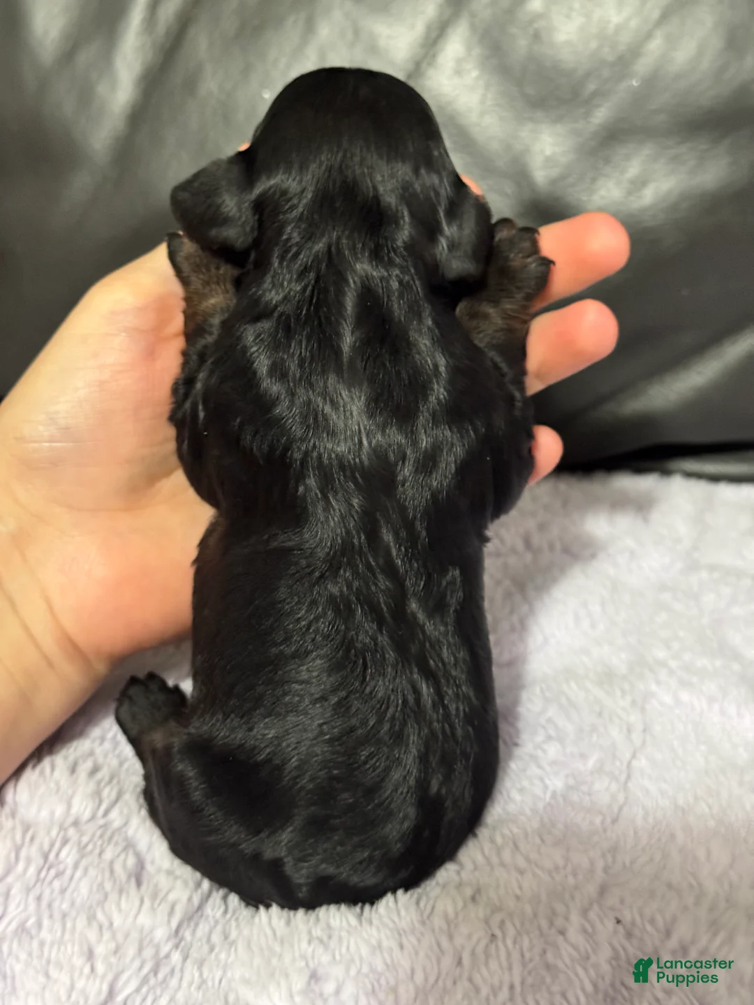 Cavapoo dogs for sale: Anchor - Ad 2