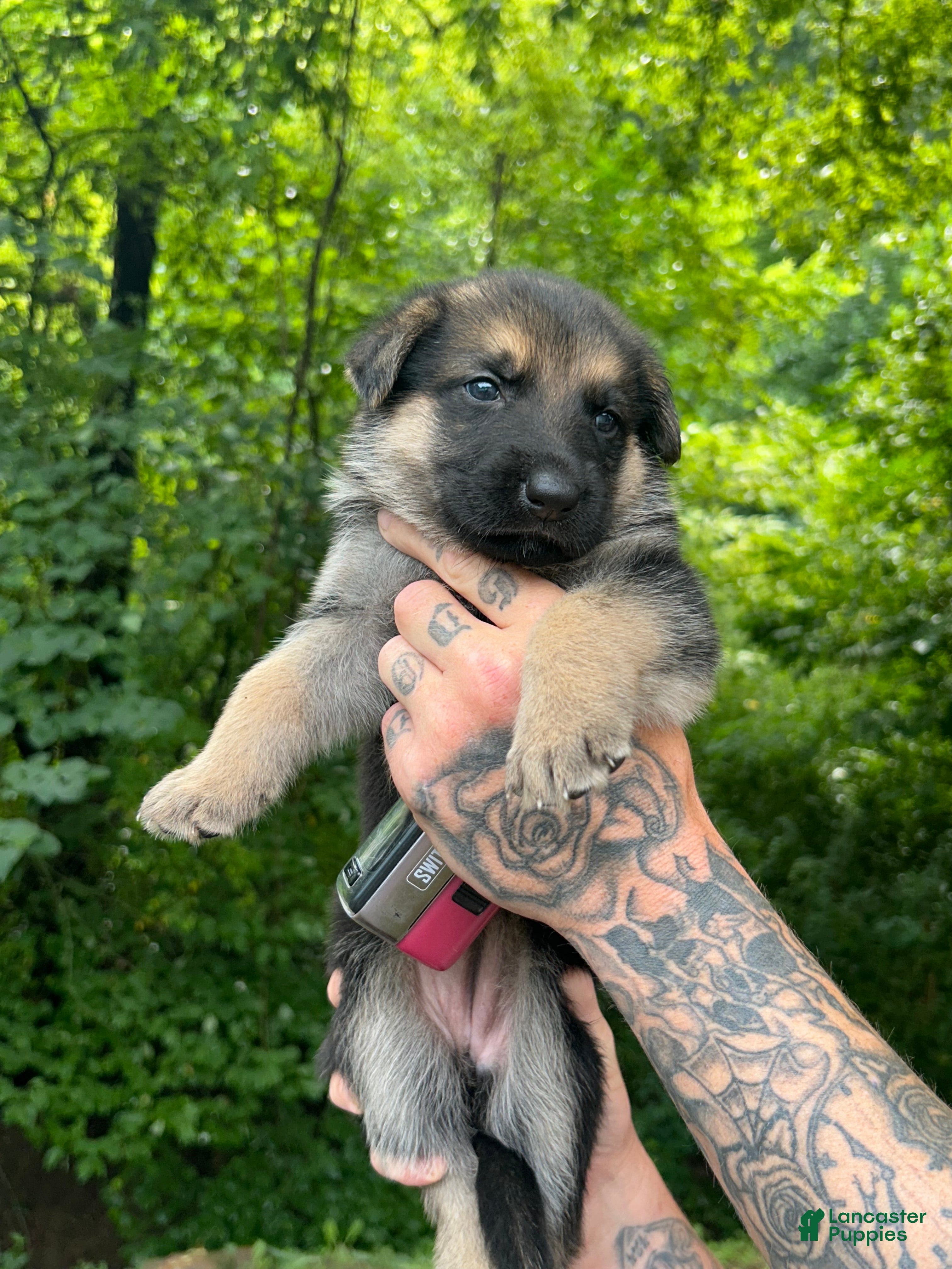 German Shepherd dogs German Shepherd 4 - Ad 1