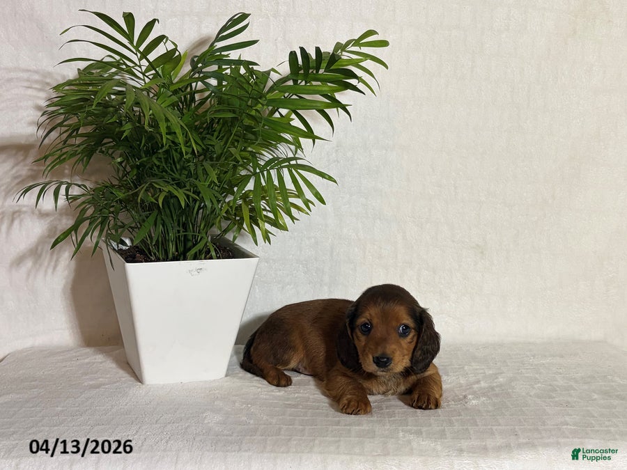 Miniature Dachshund dogs Laddie - Ad 1