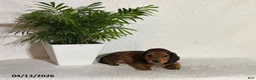 Miniature Dachshund dogs for sale: Laddie - Ad 1