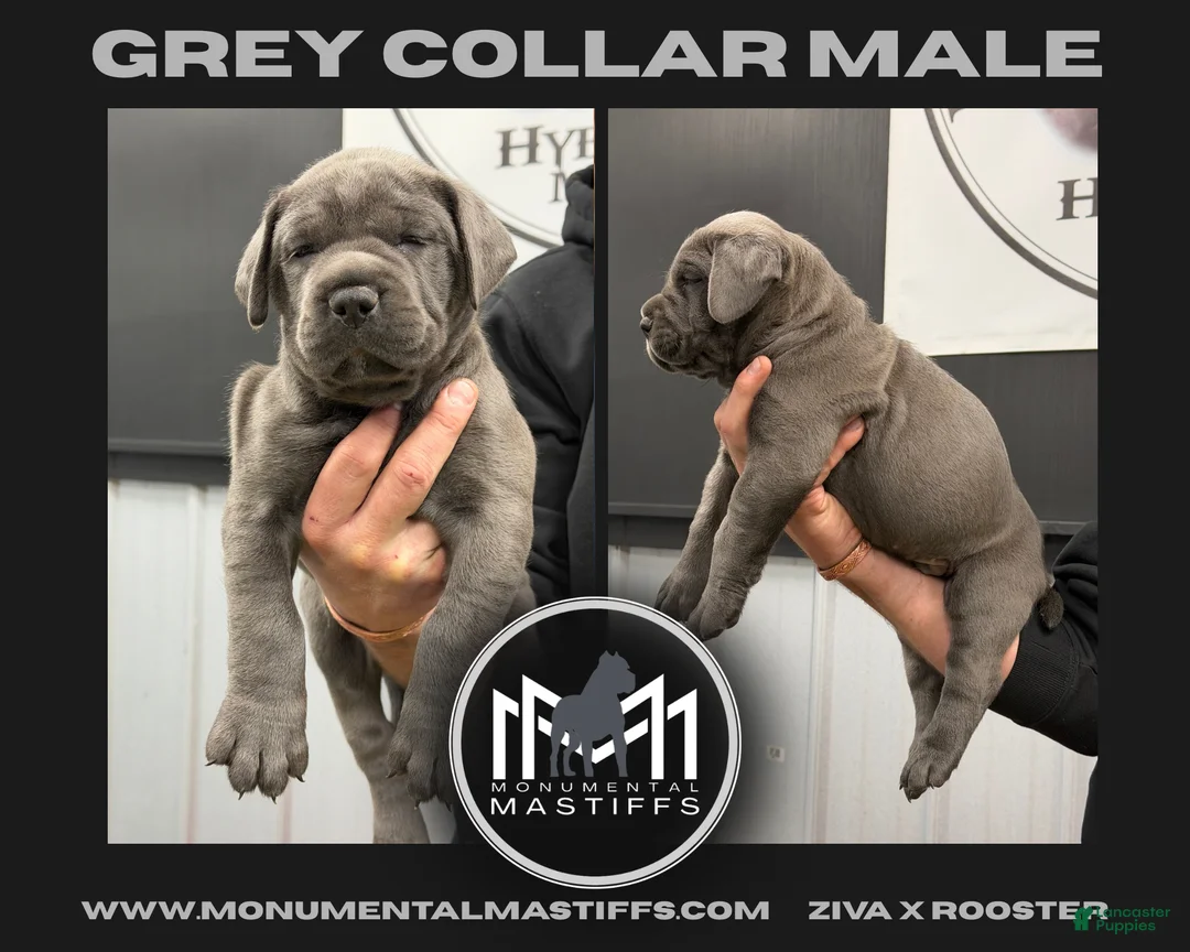 Mixed Breed dogs for sale: Grey Collar Male - Ad 2