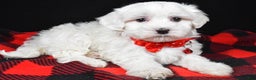 Maltese dogs for sale: Hector - Ad 1