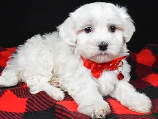 Maltese dogs Hector - Ad 12