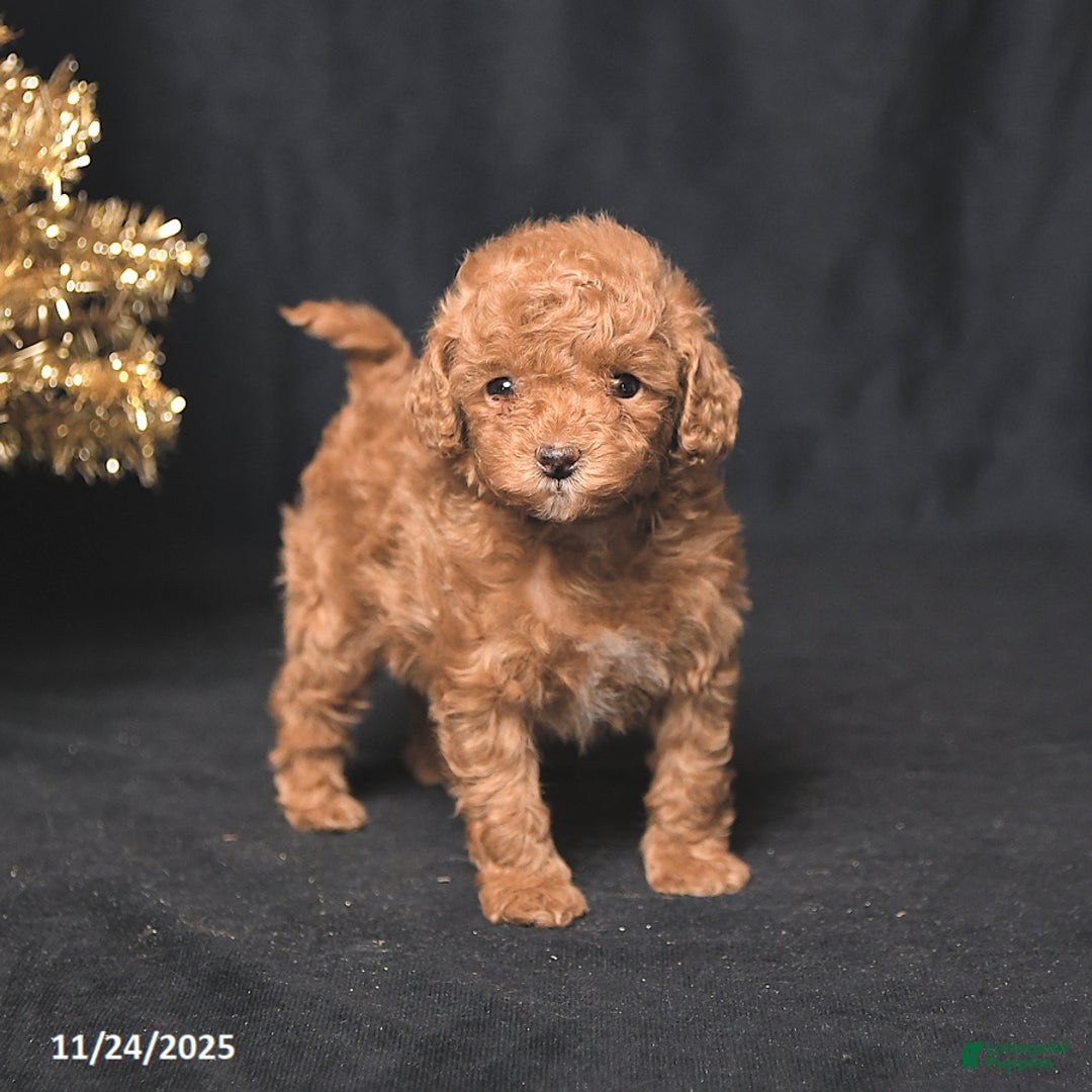 Toy Poodle dogs for sale: Tiny Destiny - Ad 2
