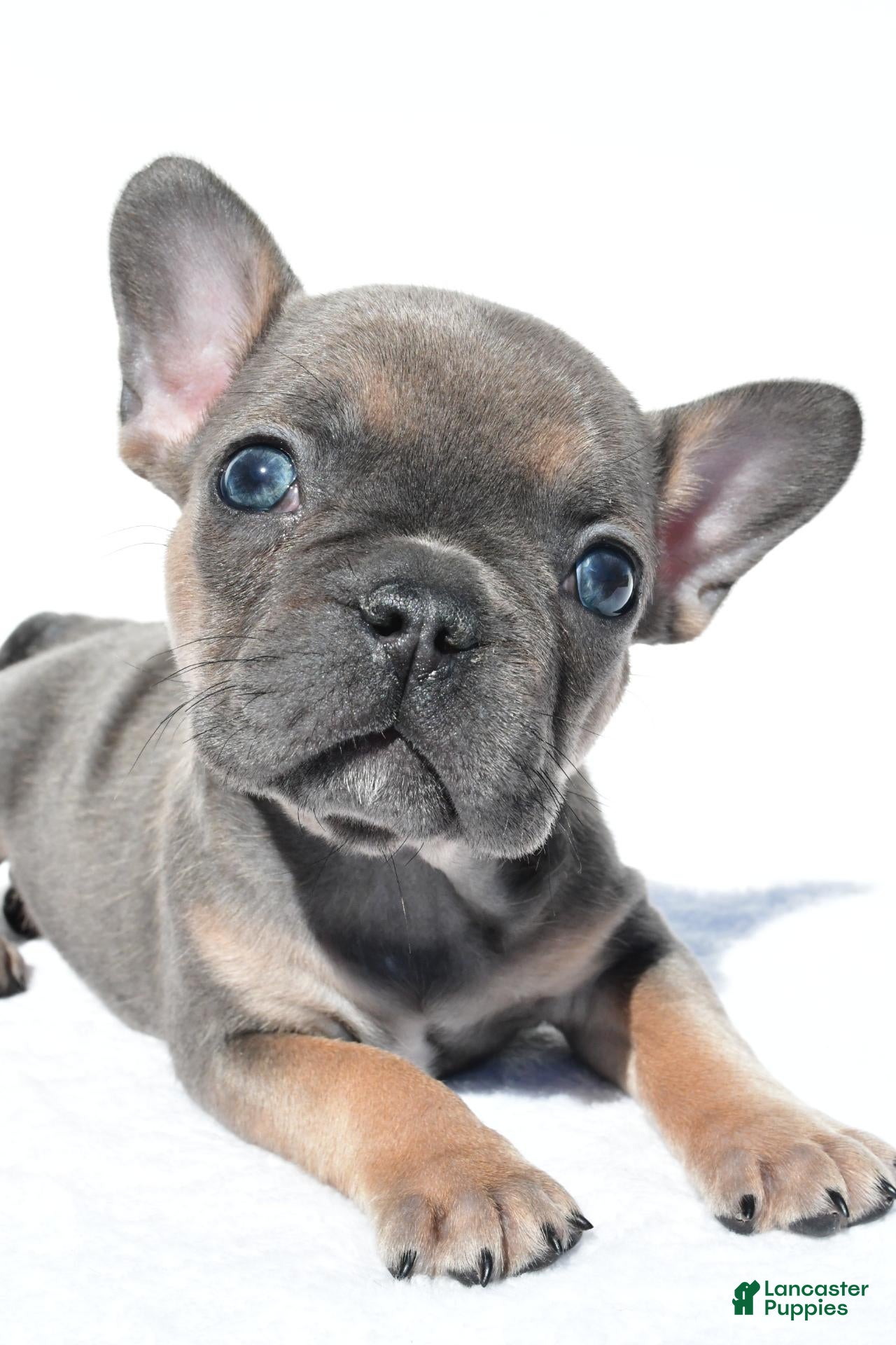 French Bulldog dogs Callie - Ad 2