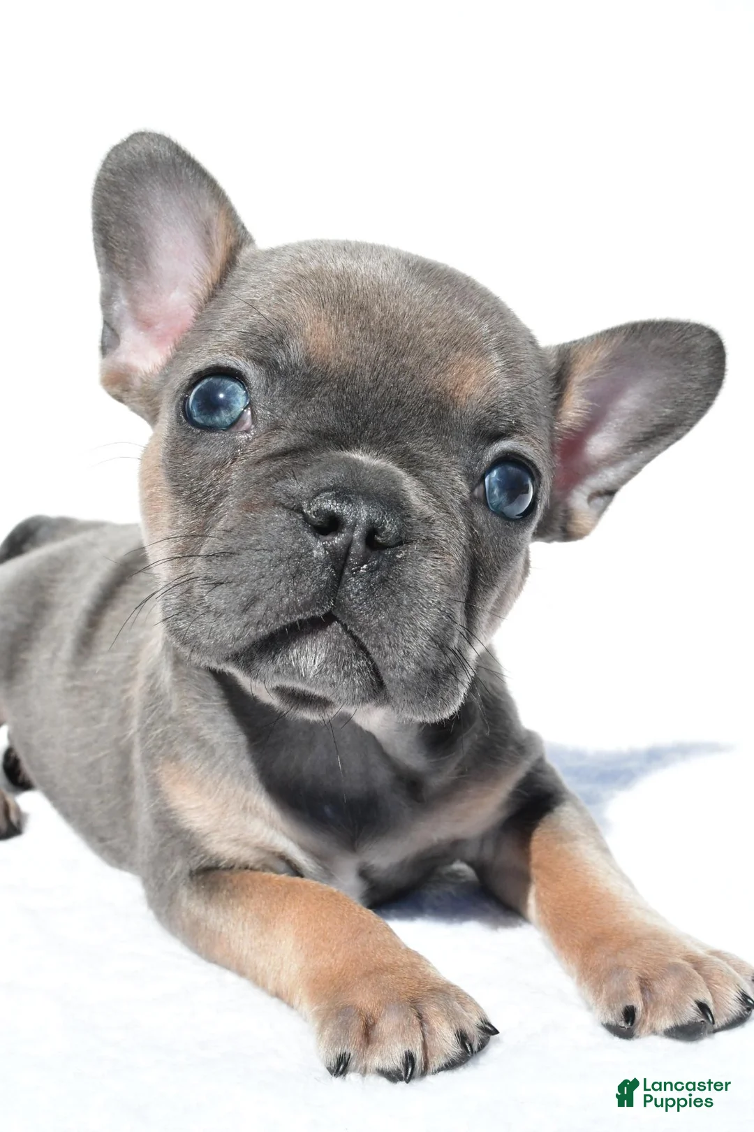 French Bulldog dogs for sale: Callie - Ad 2