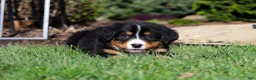 Bernese Mountain Dog dogs for sale: Jewel - Ad 6