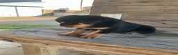 Rottweiler dogs for sale: Daisy  - Ad 14