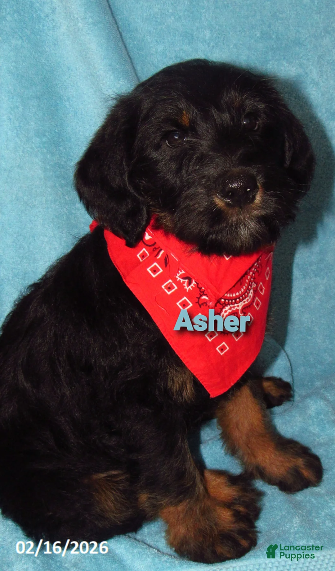 Labradoodle dogs for sale: Asher - Ad 5