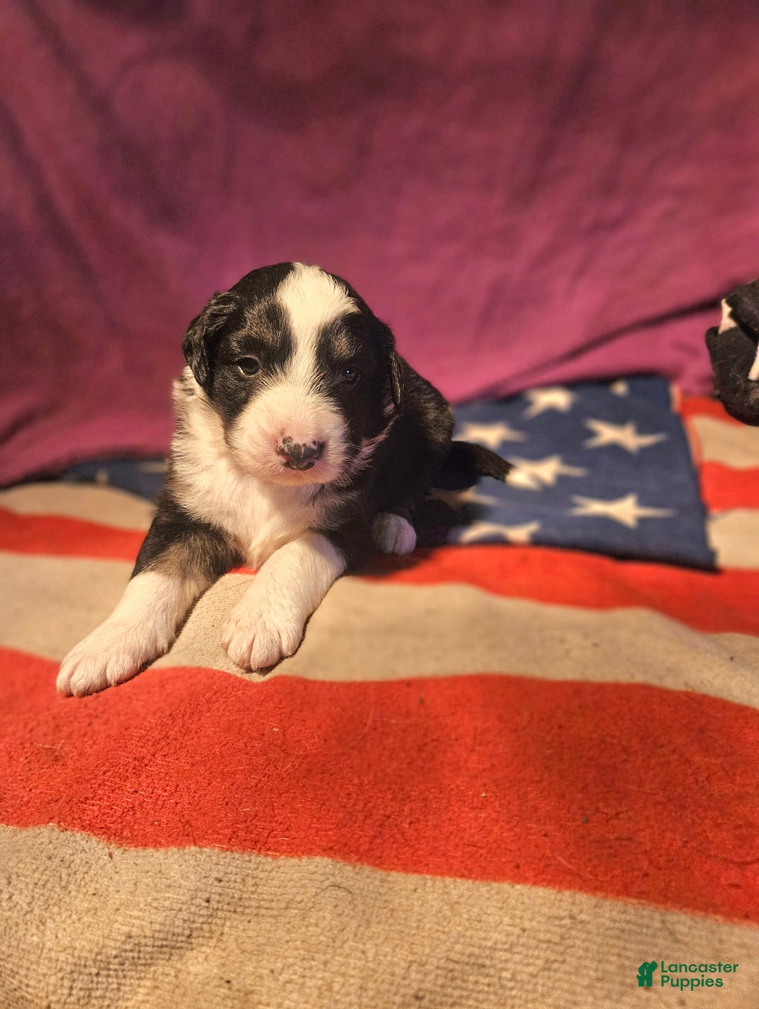 Border Collie dogs for sale: Elfrank - Ad 9