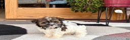 Havanese dogs for sale: Male 2 - Ad 3