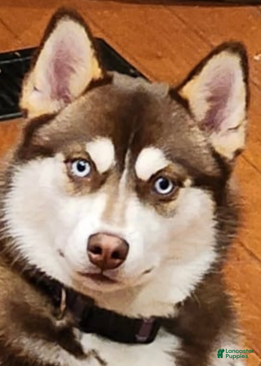 Gallery Image {{count}}