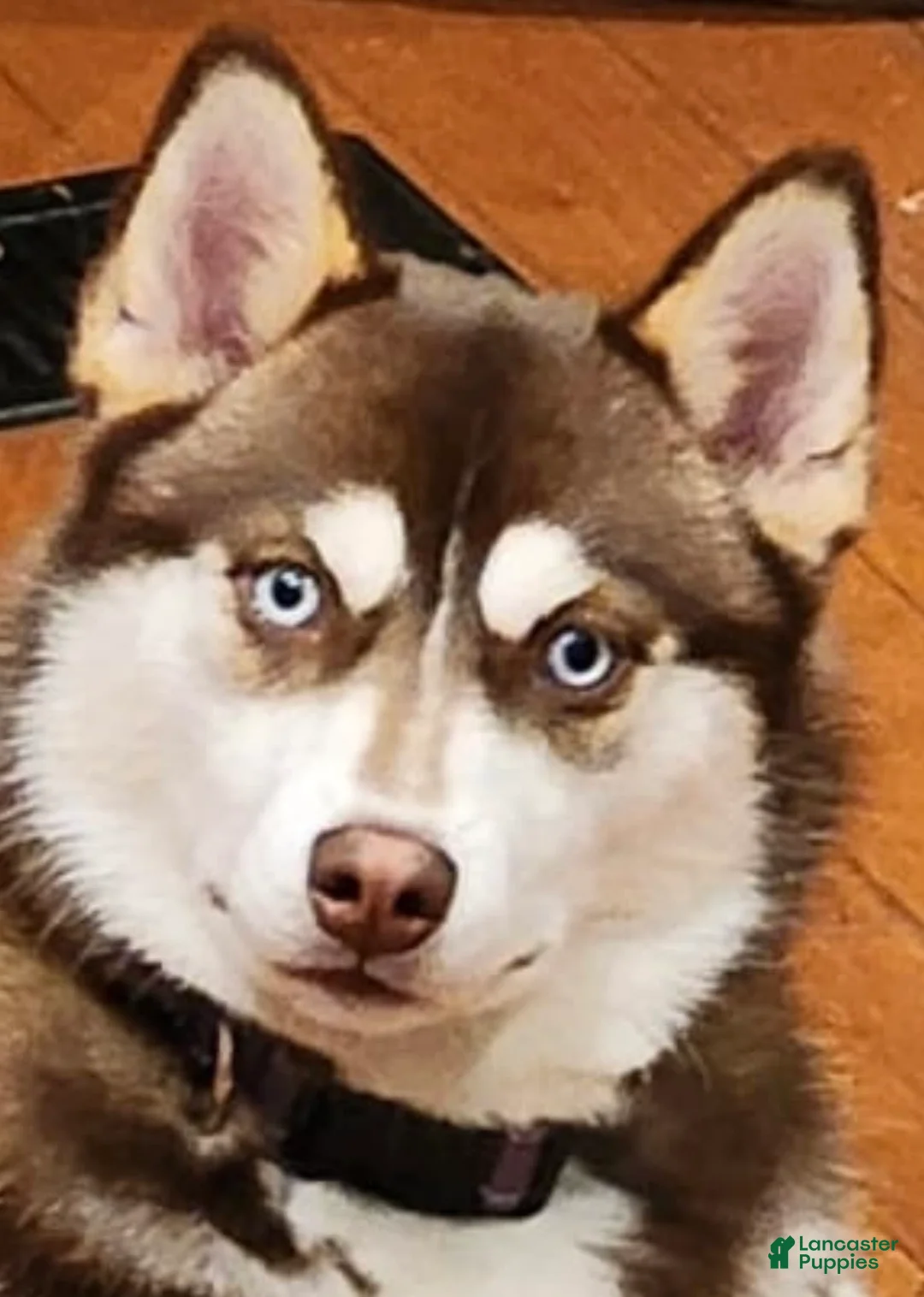 Gallery Image {{count}}